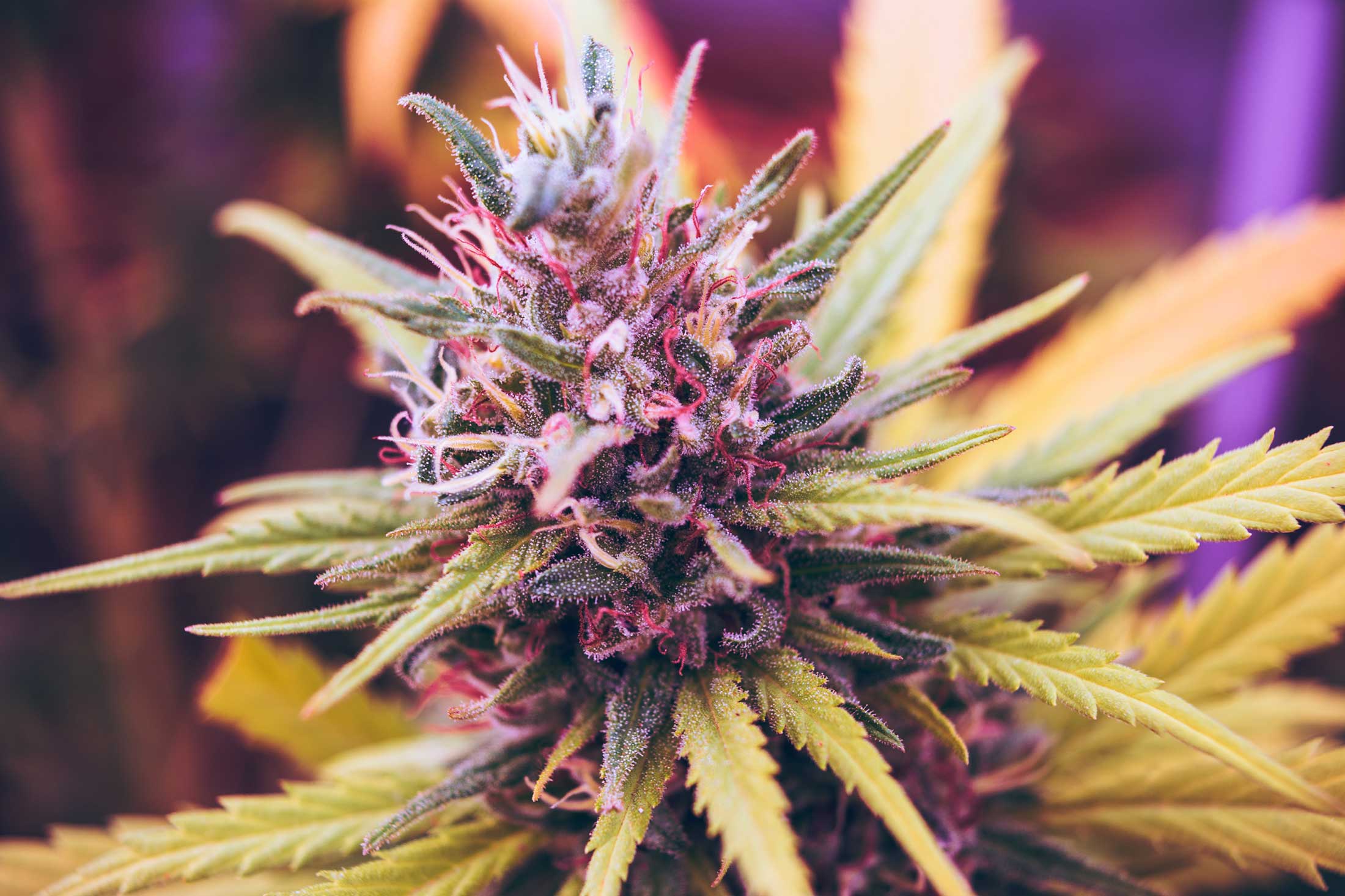 Effy Exotics Alamogordo Dispensary